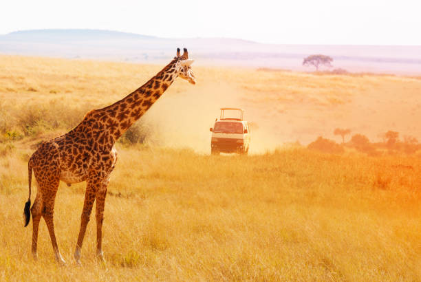 Amboseli Elephant Safari