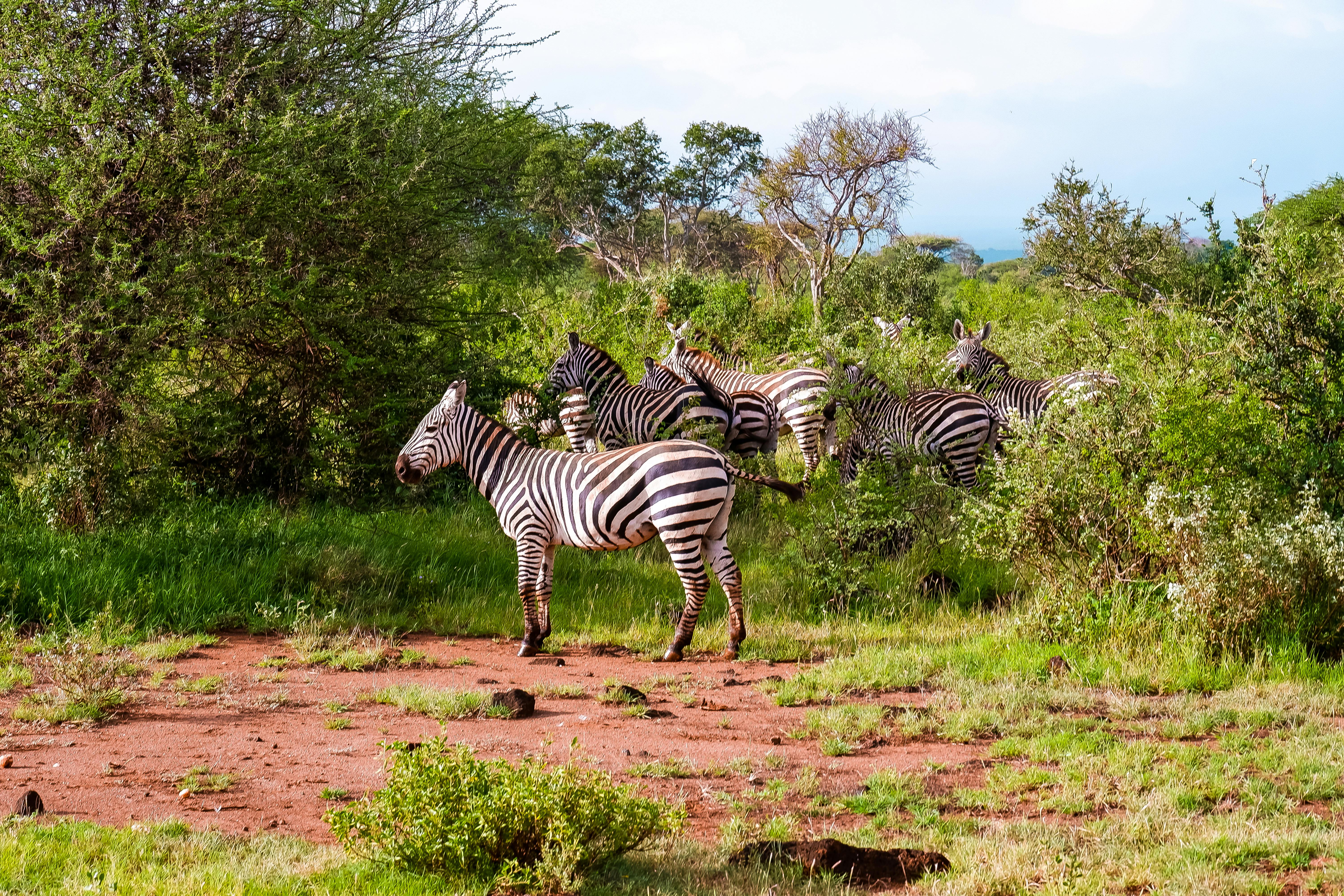 Kenya Safari