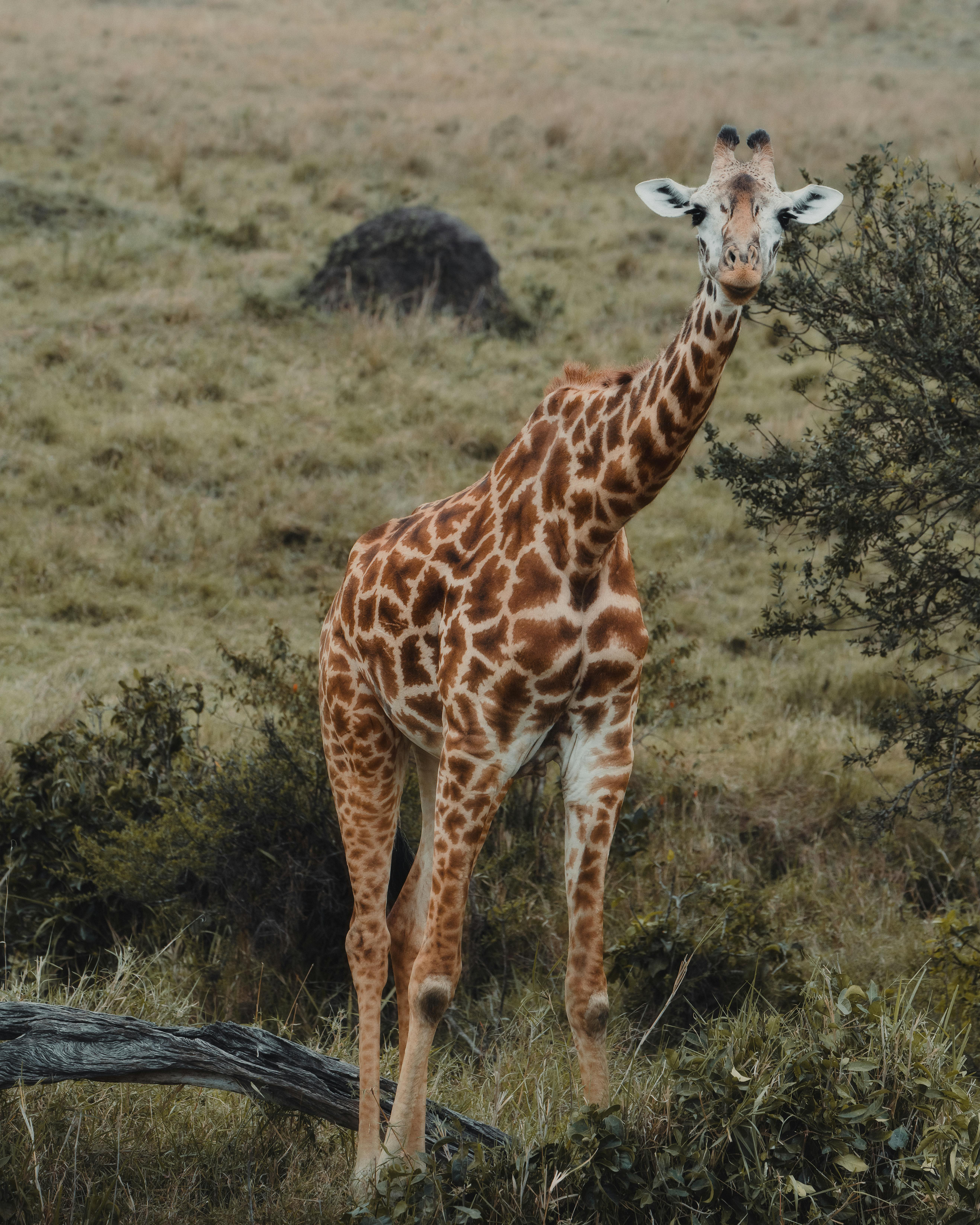 About Awili Safari Adventures