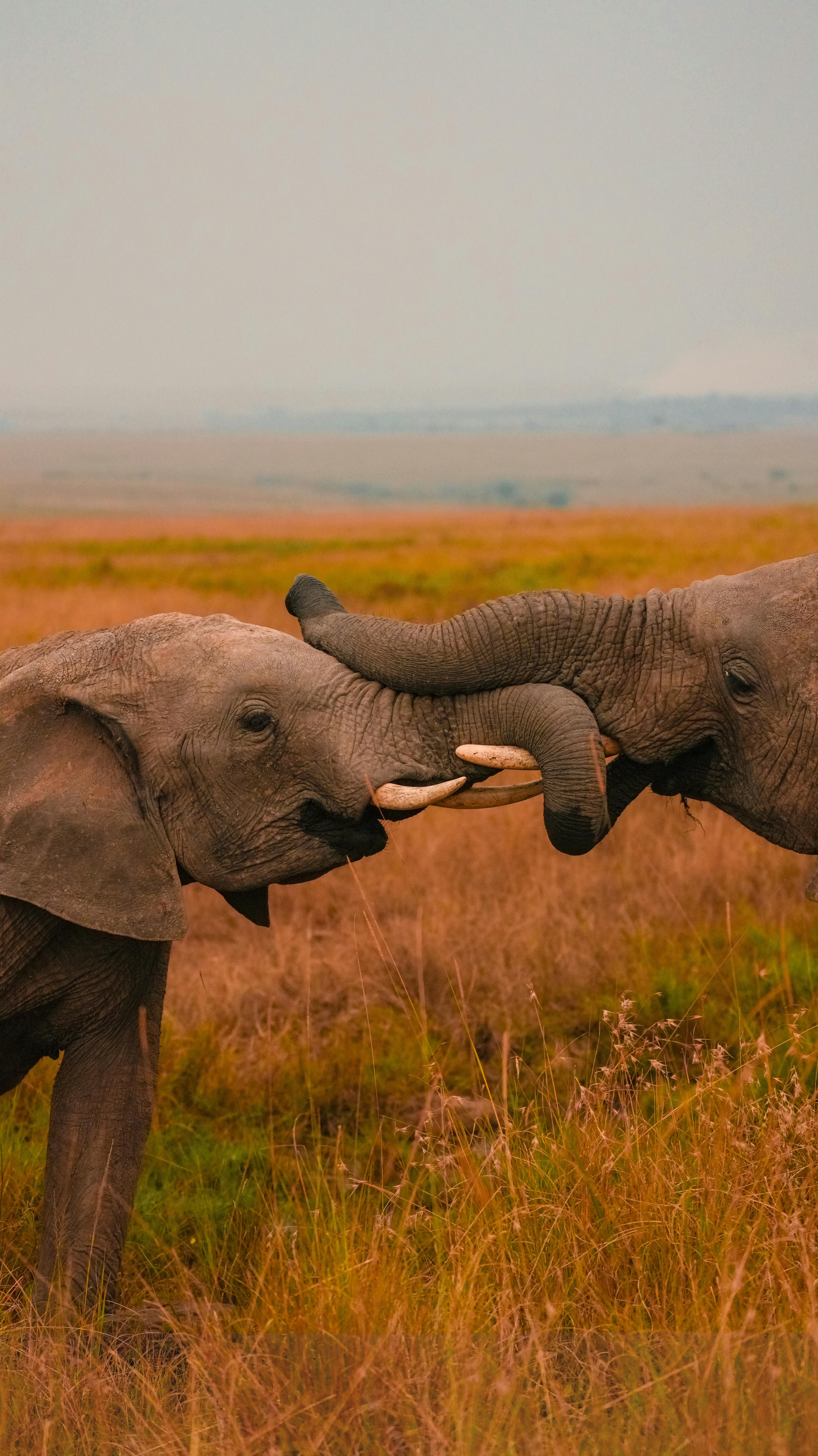 Safari Wildlife