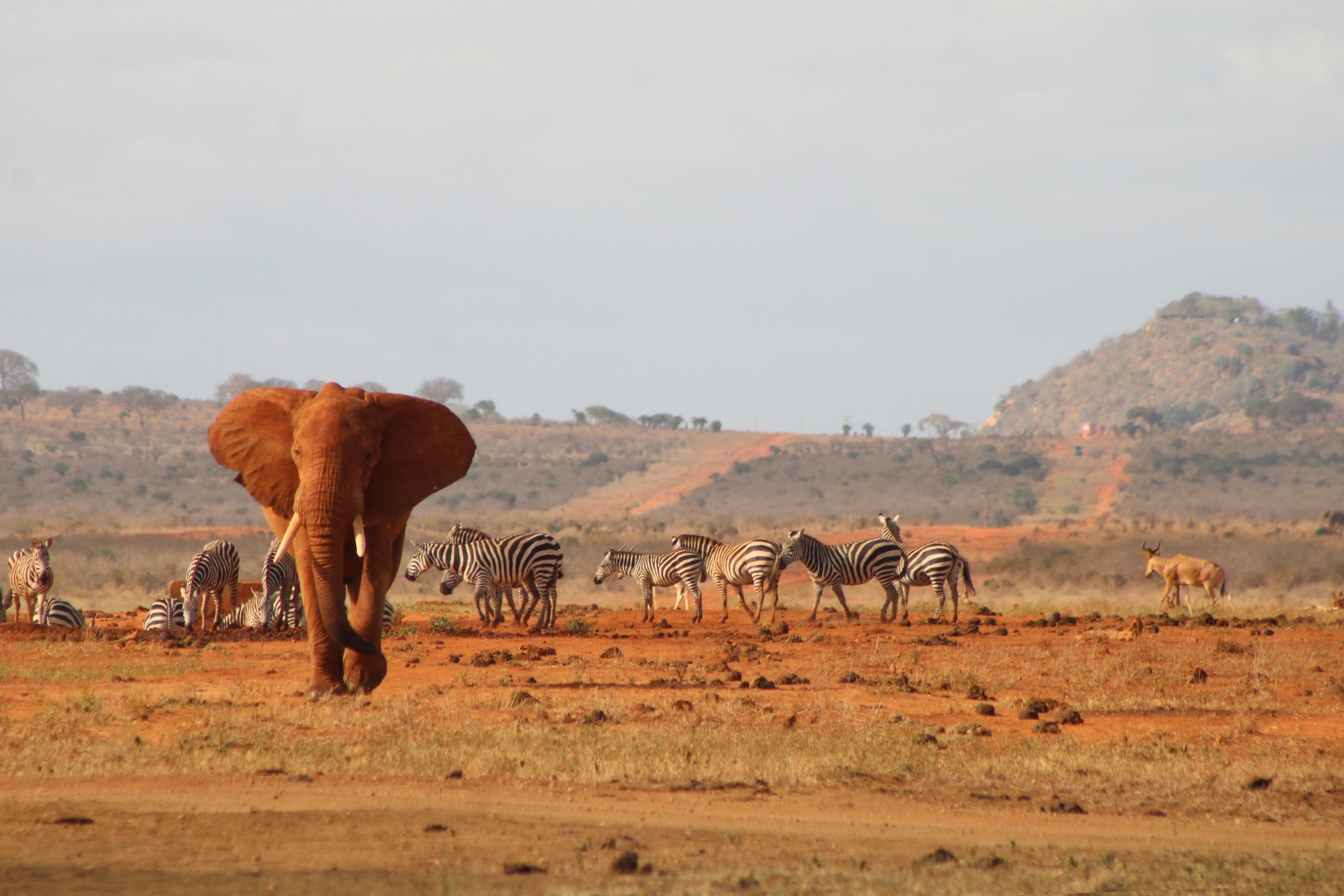 Awili Safari Adventures team in Kenya