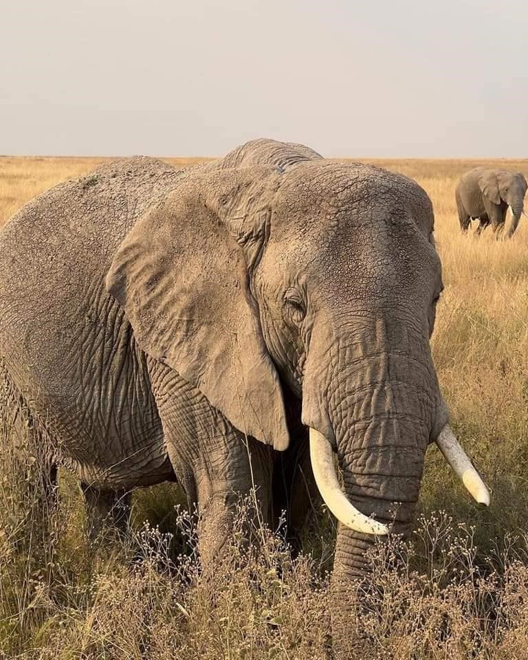 Kenya wildlife safari